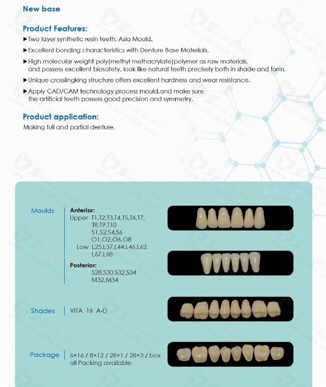 Two Layer Acrylic Resin Teeth